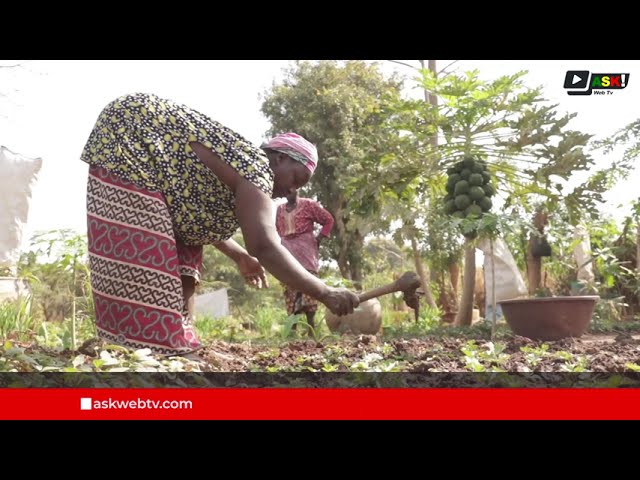 La terre sous les mains de la brave Dame Mme Diaoulé DIARRA