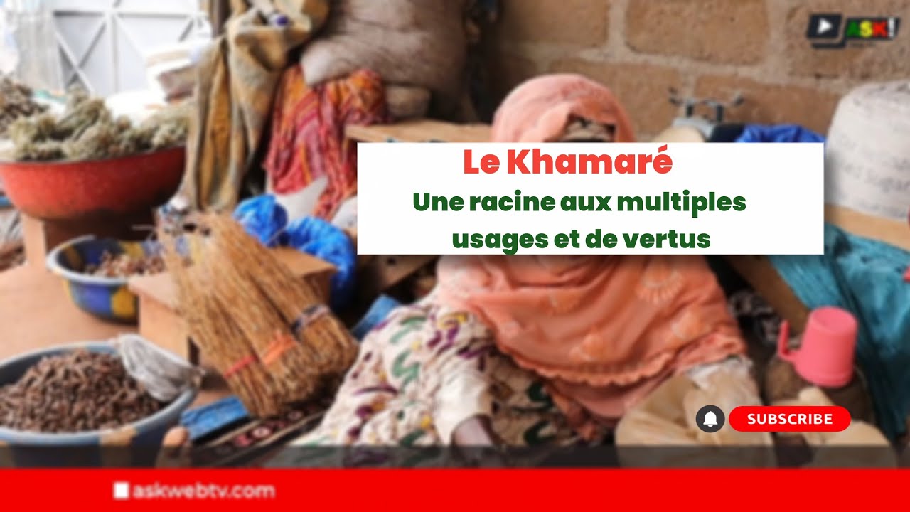 Le Khamaré, une racine aux multiples usages et de vertus