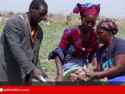 Une Journée au champ à Banguineda: Initiative d’un consortium d’ONG et d’acteurs agricoles