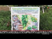 Yintaga-ton : Jeunes entrepreneurs de Sikasso, pionniers de l’agriculture verte et durable