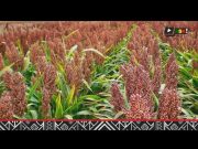 Le projet AMEED–AGRA renforce la résilience climatique des communautés rurales