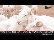 Fête de la Tabaski : les prix des moutons sont-ils abordables ?
